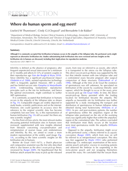 Where Do Human Sperm and Egg Meet?