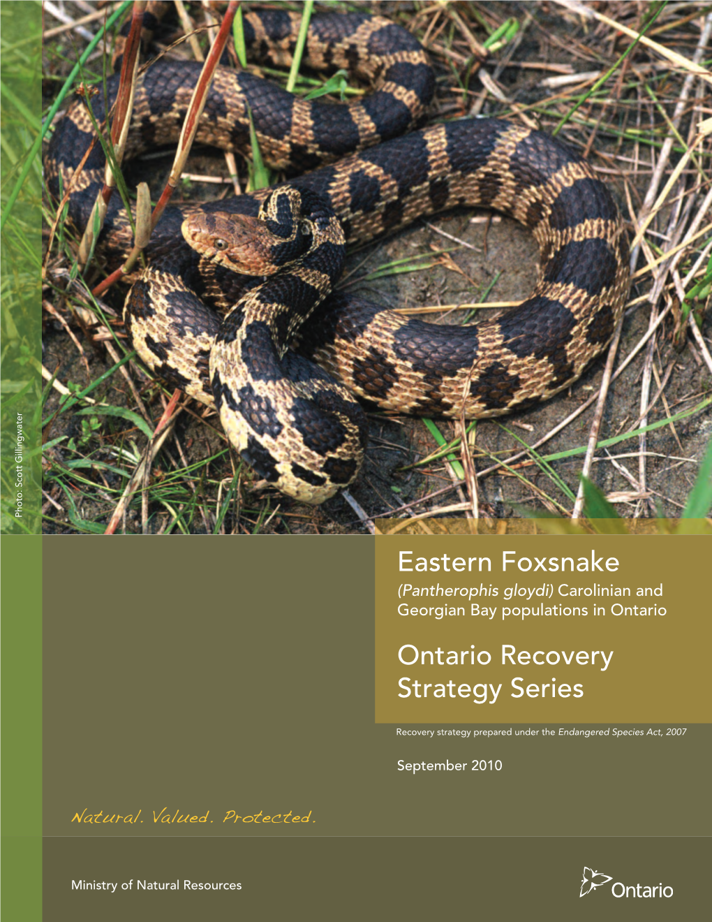 Recovery Strategy for the Eastern Foxsnake (Pantherophis Gloydi) – Carolinian and Georgian Bay Populations in Ontario