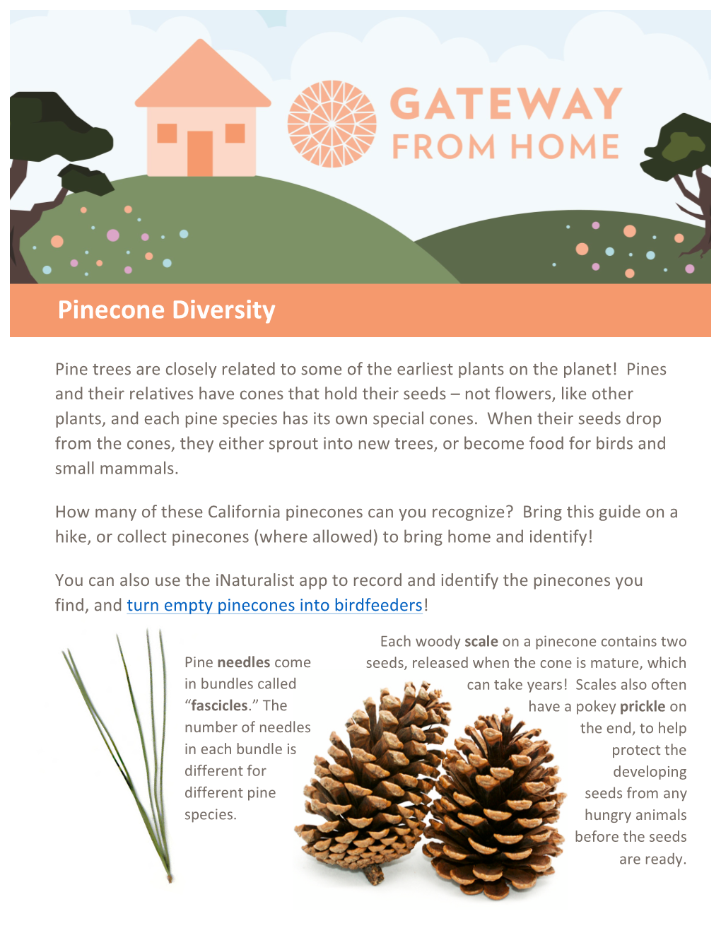 Pinecone Diversity (PDF)