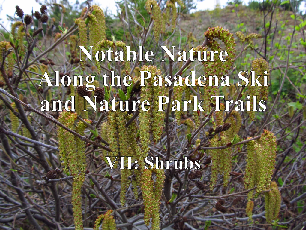 Notable Nature Along the Pasadena Ski and Nature Park Trails