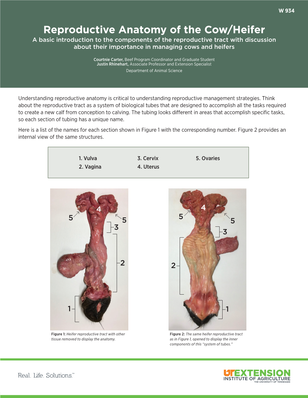 W 934 Reproductive Anatomy Of The Cow Heifer Docslib