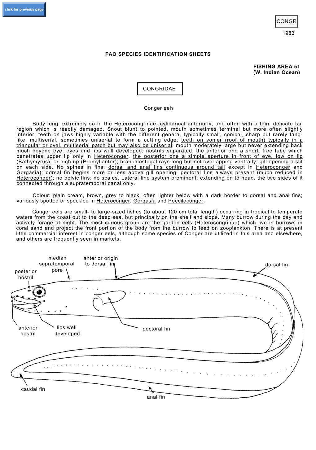 CONGRIDAE Conger Eels Body Long, Extremely So In