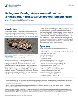 Madagascar Beetle, Leichenum Canaliculatum Variegatum (King) (Insecta: Coleoptera: Tenebrionidae)1 James C