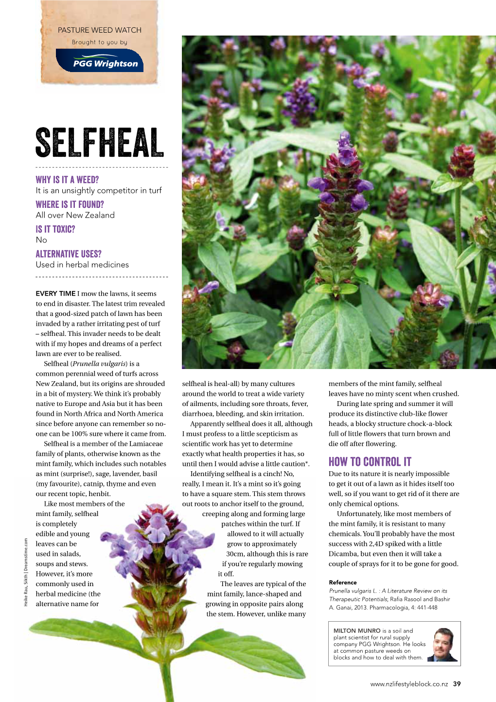 SELFHEAL Why Is It a Weed? It Is an Unsightly Competitor in Turf Where Is It Found? All Over New Zealand Is It Toxic? No Alternative Uses? Used in Herbal Medicines