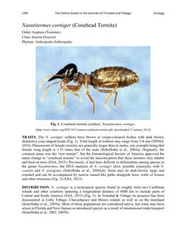 Nasutitermes Corniger (Conehead Termite) Order: Isoptera (Termites) Class: Insecta (Insects) Phylum: Arthropoda (Arthropods)