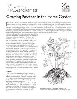 Potatoes in the Home Garden