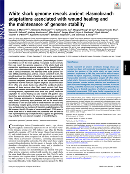 White Shark Genome Reveals Ancient Elasmobranch Adaptations Associated with Wound Healing and the Maintenance of Genome Stability