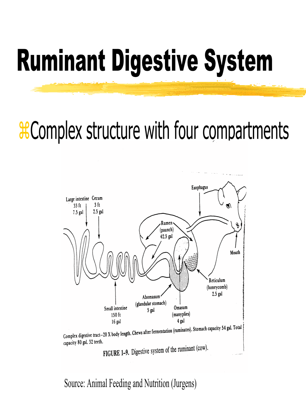 Ruminant Digestive System