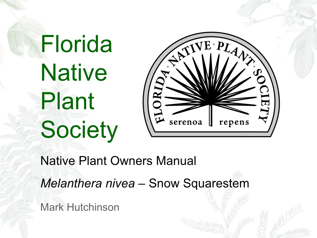 Melanthera Nivea – Snow Squarestem