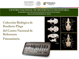 06 Colección Biológica De Roedores Plaga CNRF.Pdf