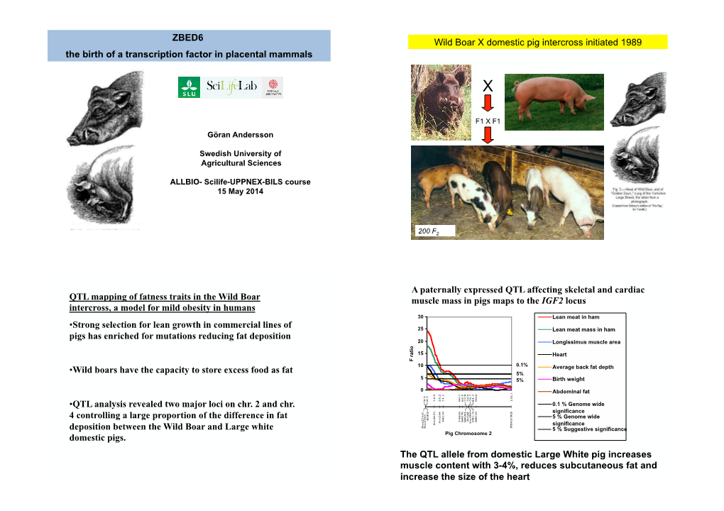 ZBED6 the Birth of a Transcription Factor in Placental Mammals Wild