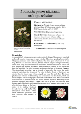 Leucochrysum Albicans Subsp. Tricolor