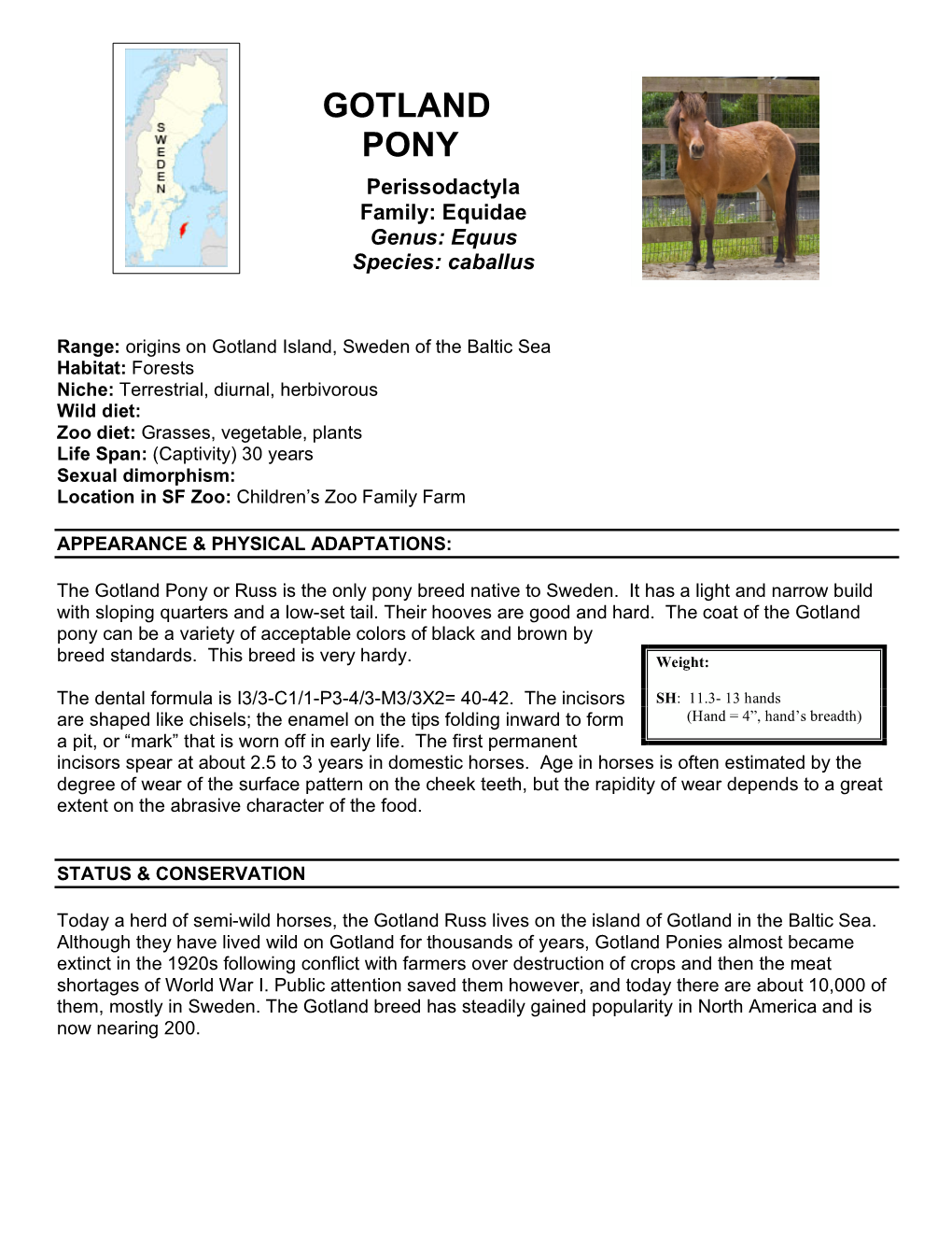 Gotland Pony