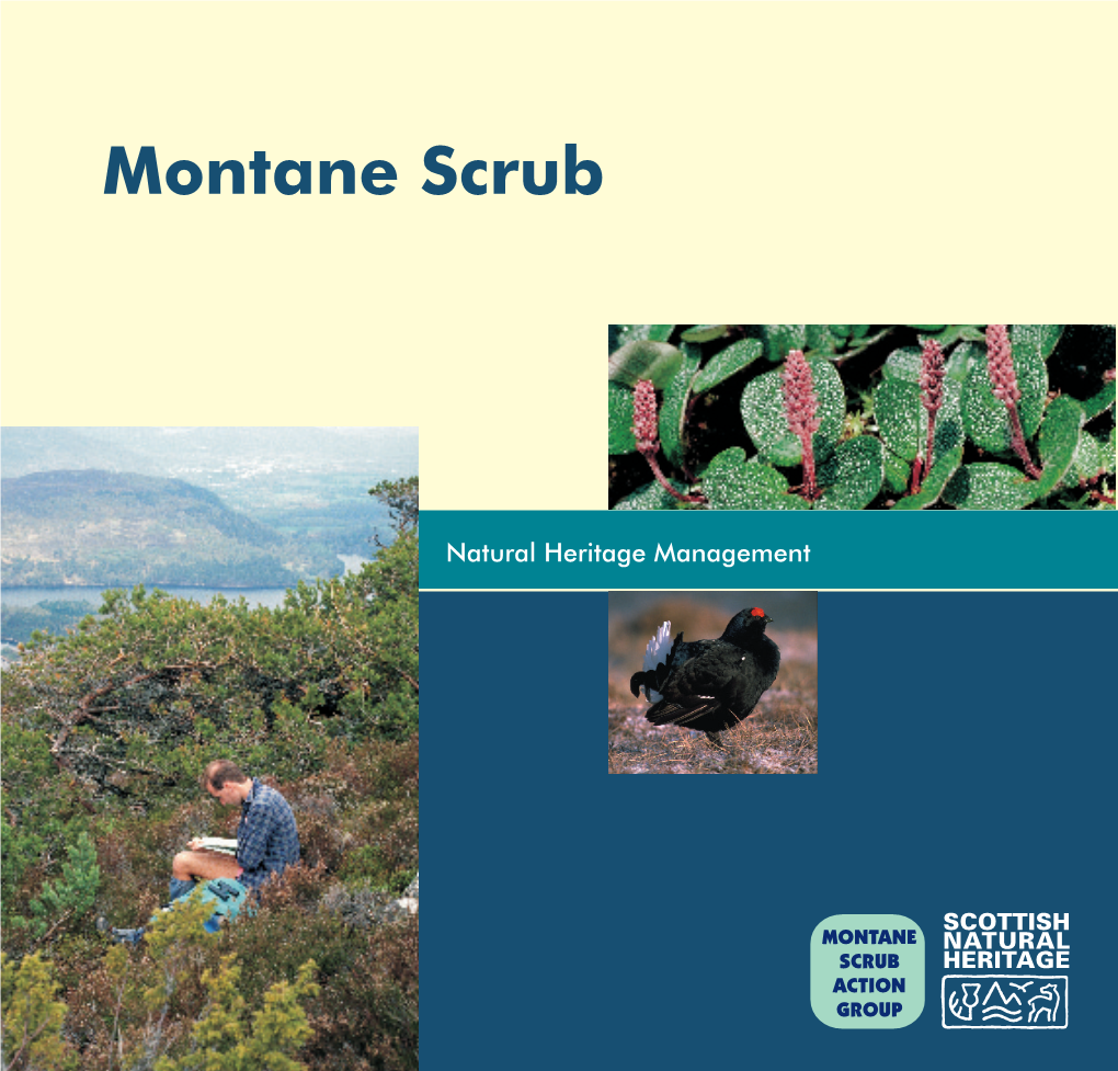 Montane Scrub