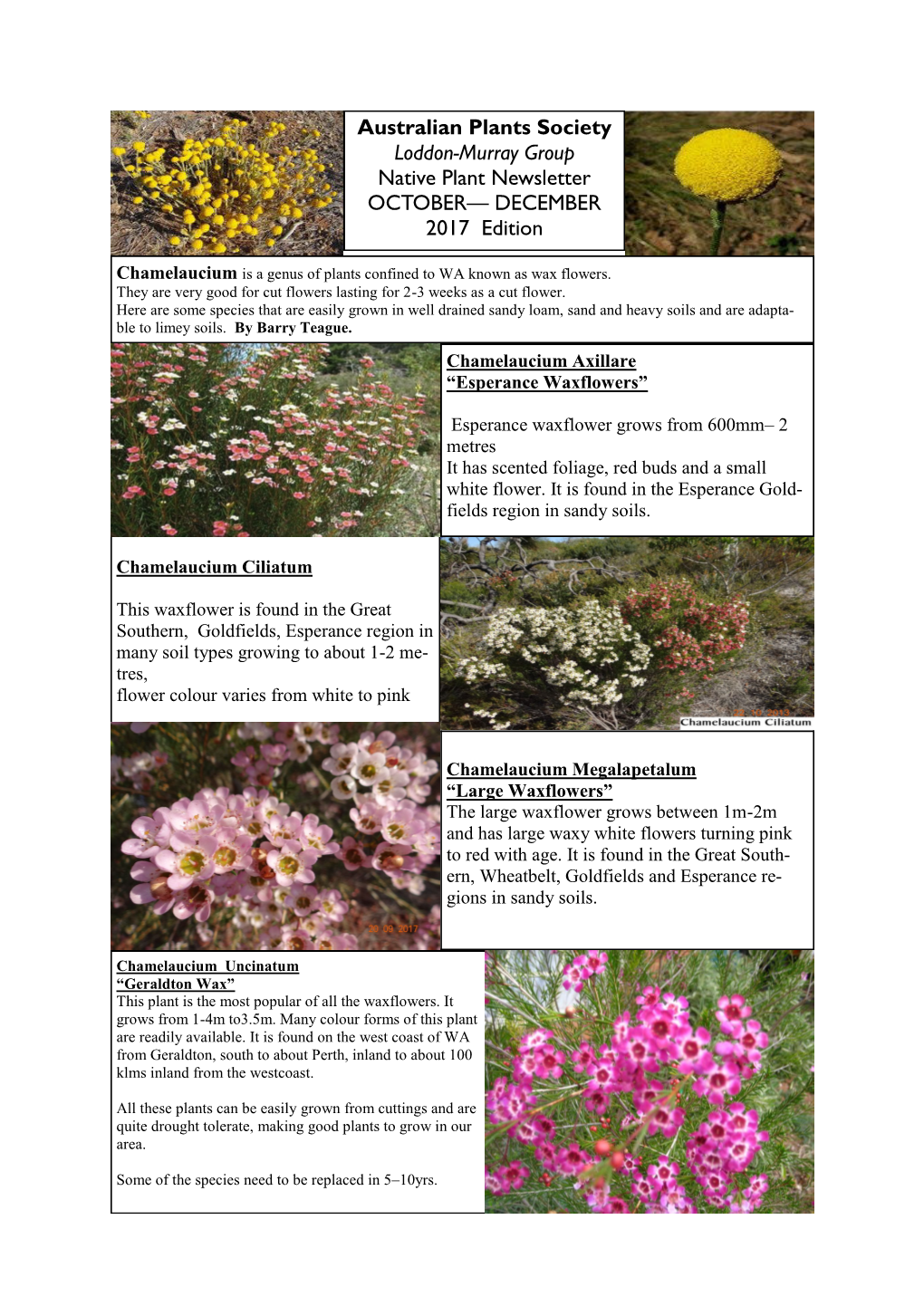 Australian Plants Society Loddon-Murray Group Native Plant Newsletter OCTOBER— DECEMBER 2017 Edition