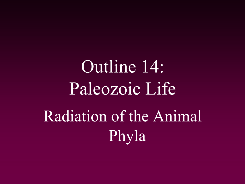 Paleozoic Life Radiation of the Animal Phyla Cambrian Life