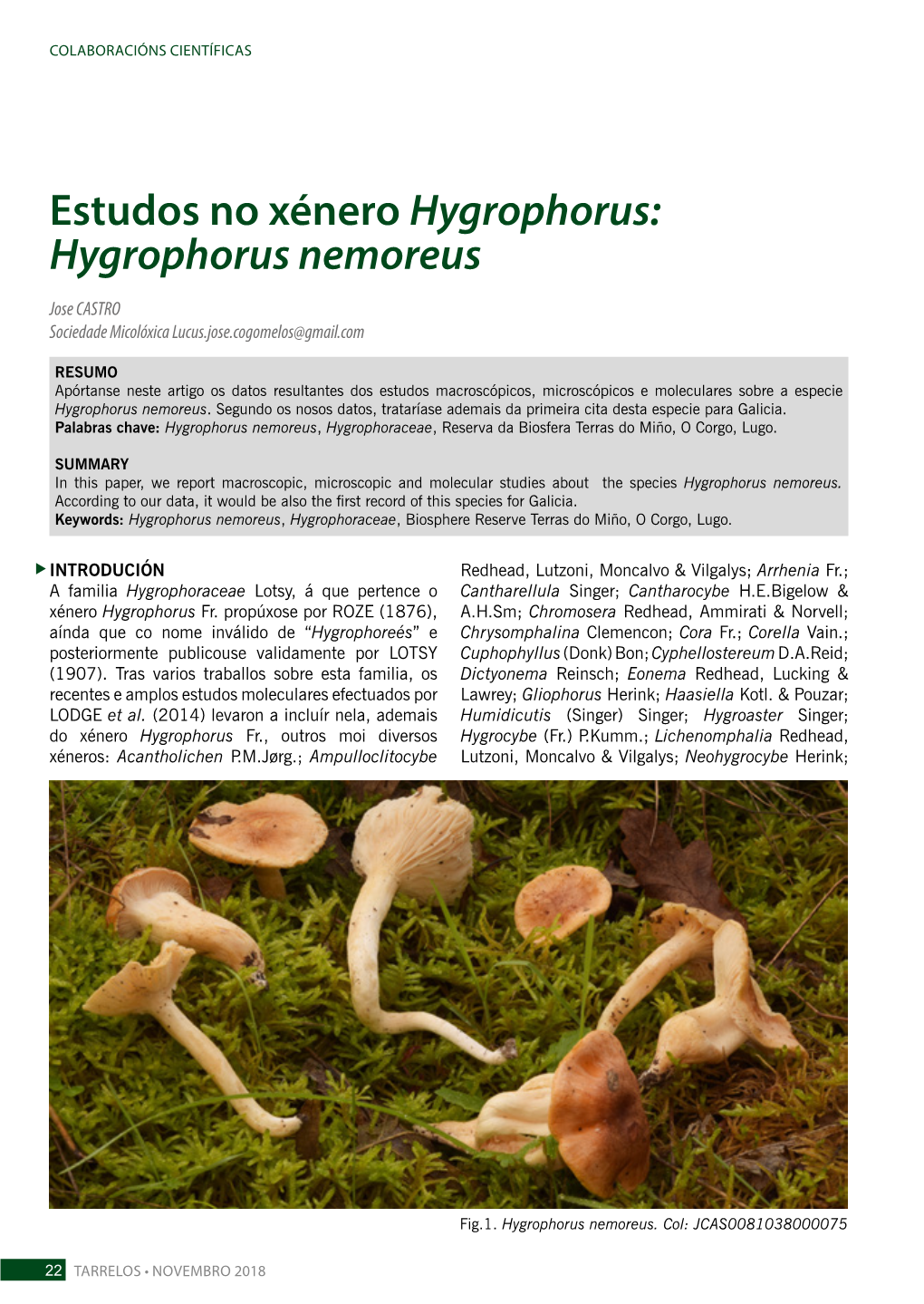Hygrophorus Nemoreus
