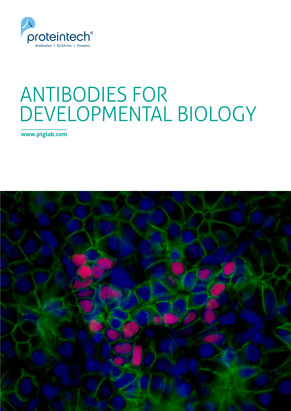 DEVELOPMENTAL BIOLOGY 2 Antibodies for Developmental Biology
