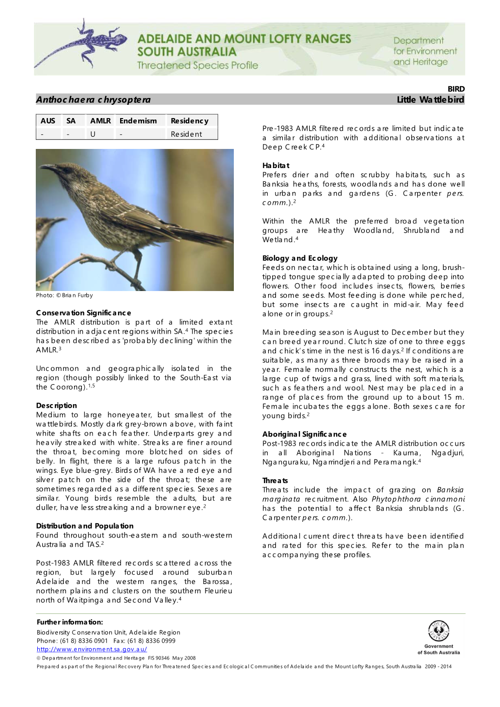 Anthochaera Chrysoptera Little Wattlebird