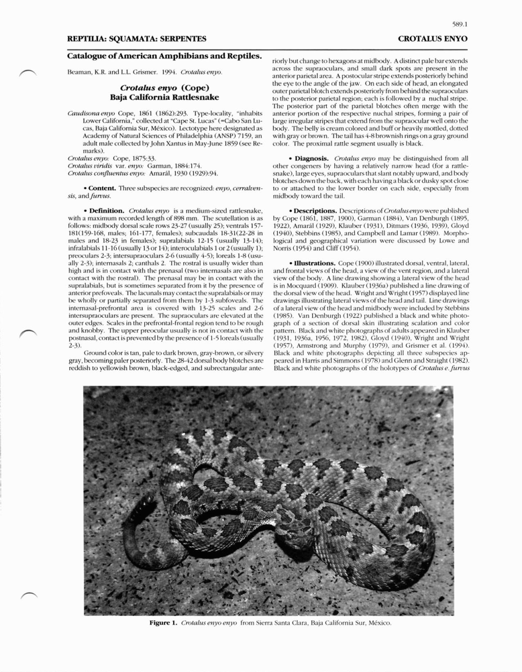 0589 Crotalus Enyo.Pdf (1.074Mb)