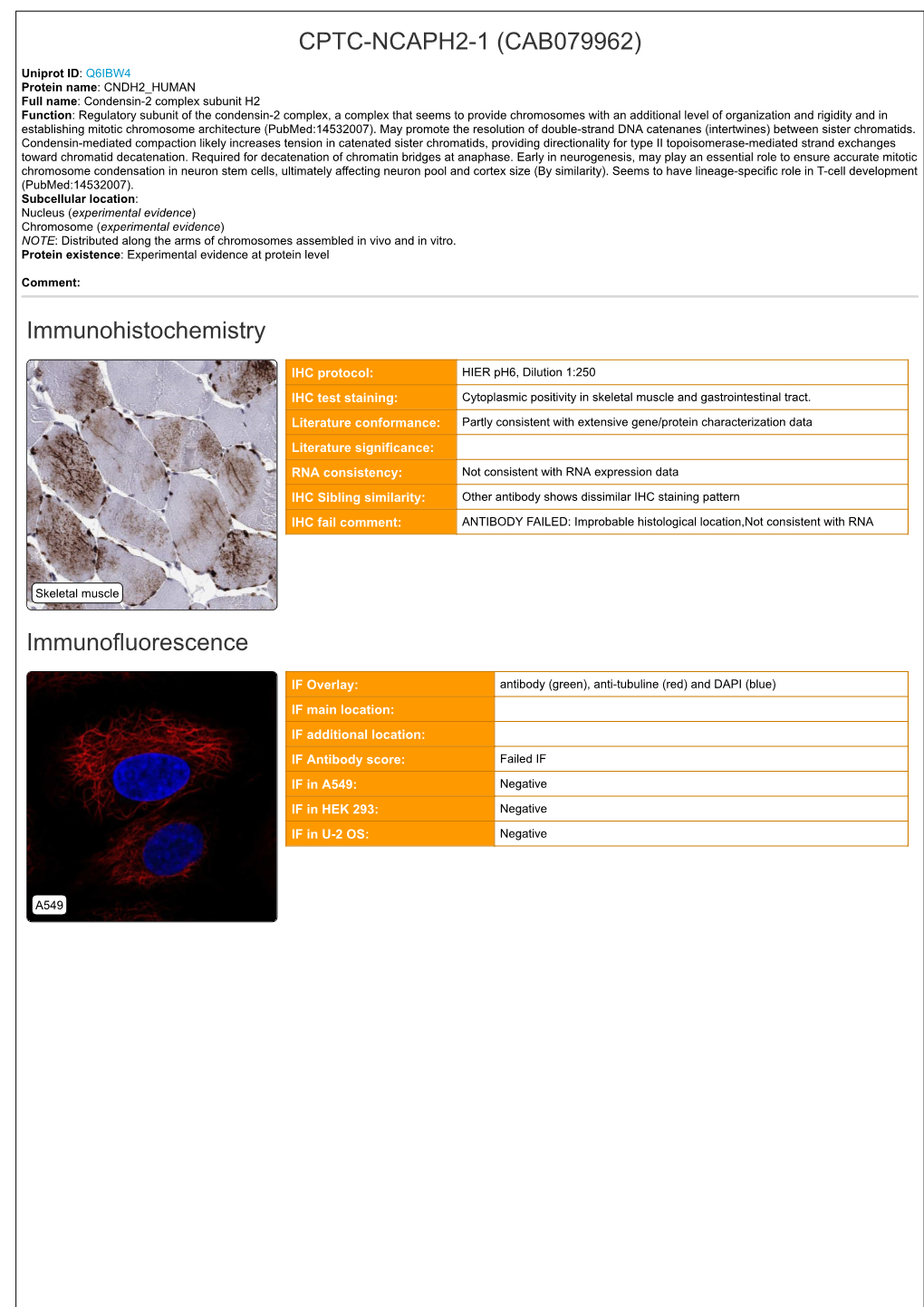 CPTC-NCAPH2-1 (CAB079962) Immunohistochemistry Immunofluorescence
