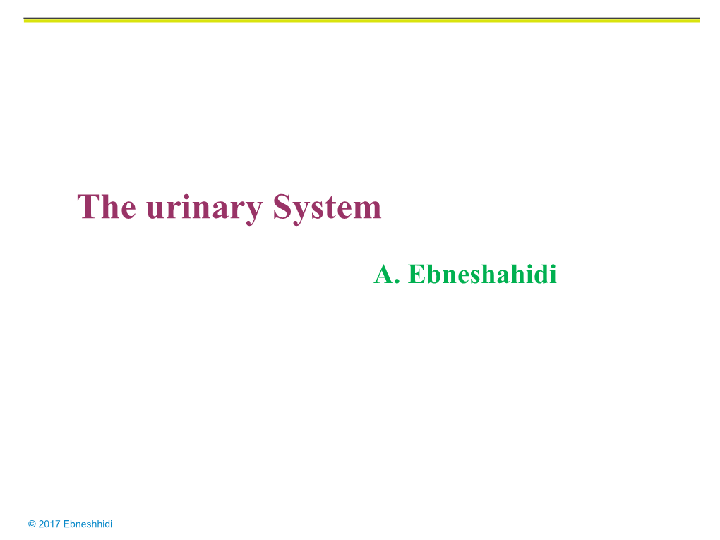 The Urinary System