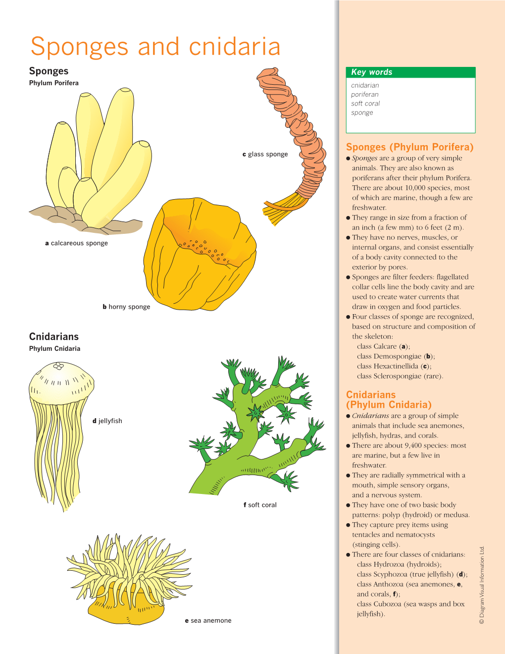 Sponges and Cnidaria Sponges Key Words Phylum Porifera Cnidarian Poriferan Soft Coral Sponge