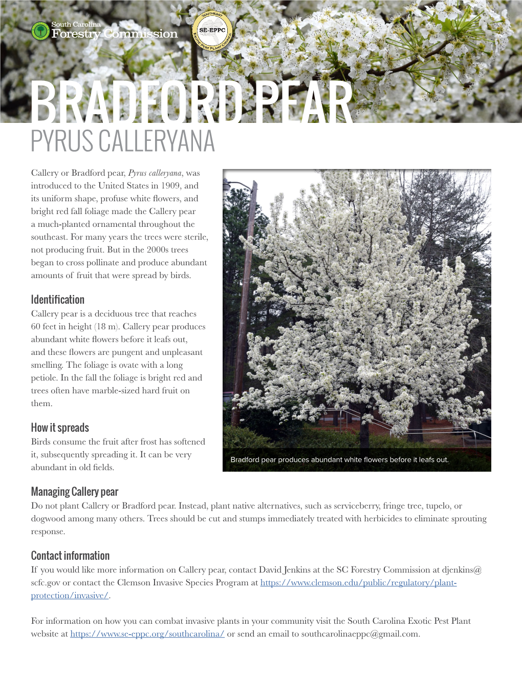 Bradford Pear Pyrus Calleryana