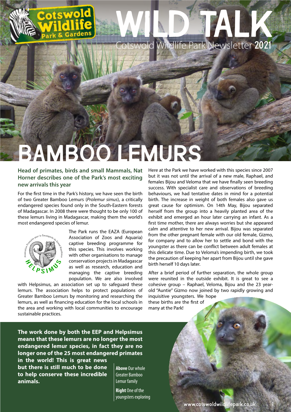 Bamboo Lemurs