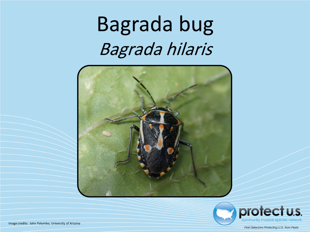 Bagrada Bug Bagrada Hilaris