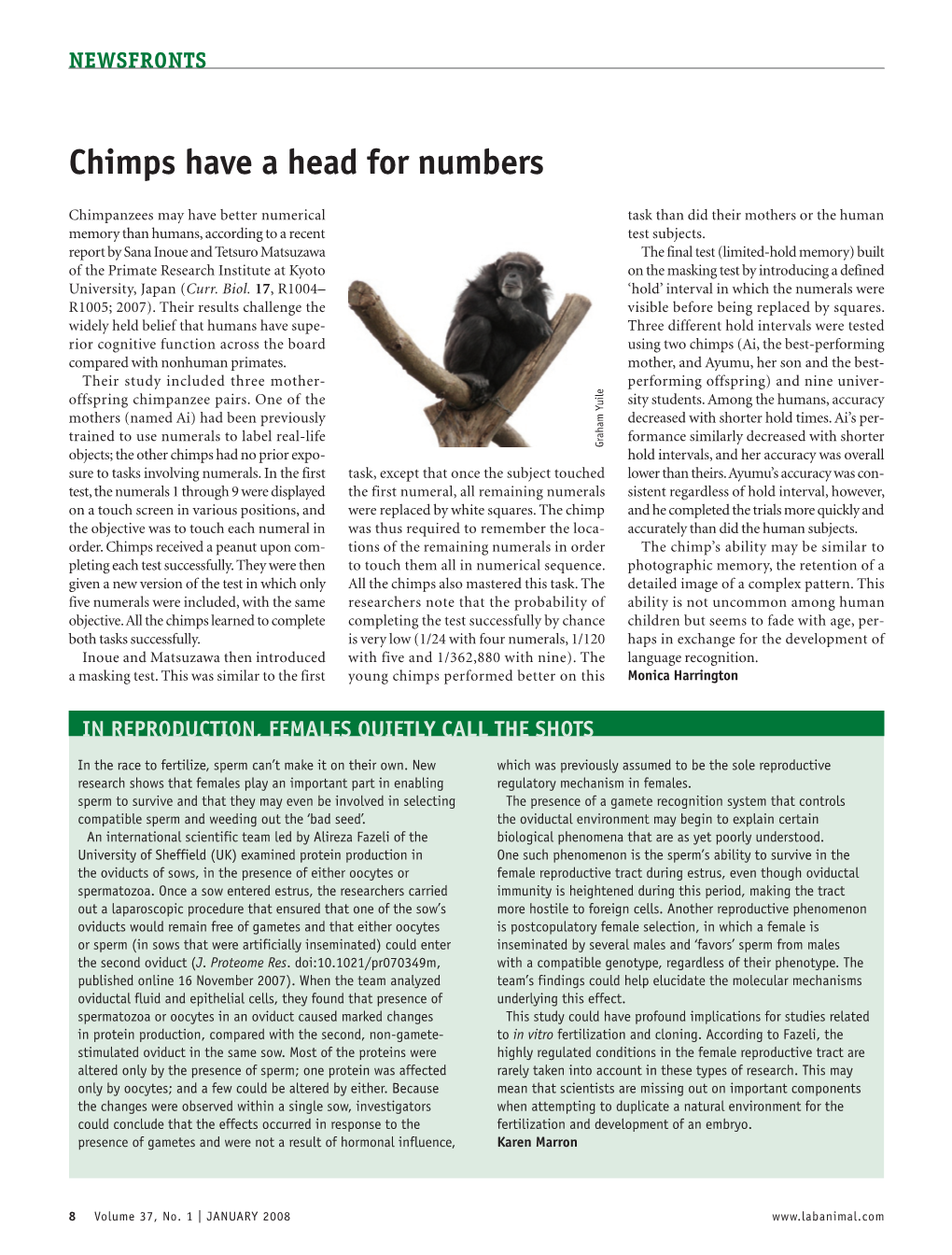 Chimps Have a Head for Numbers