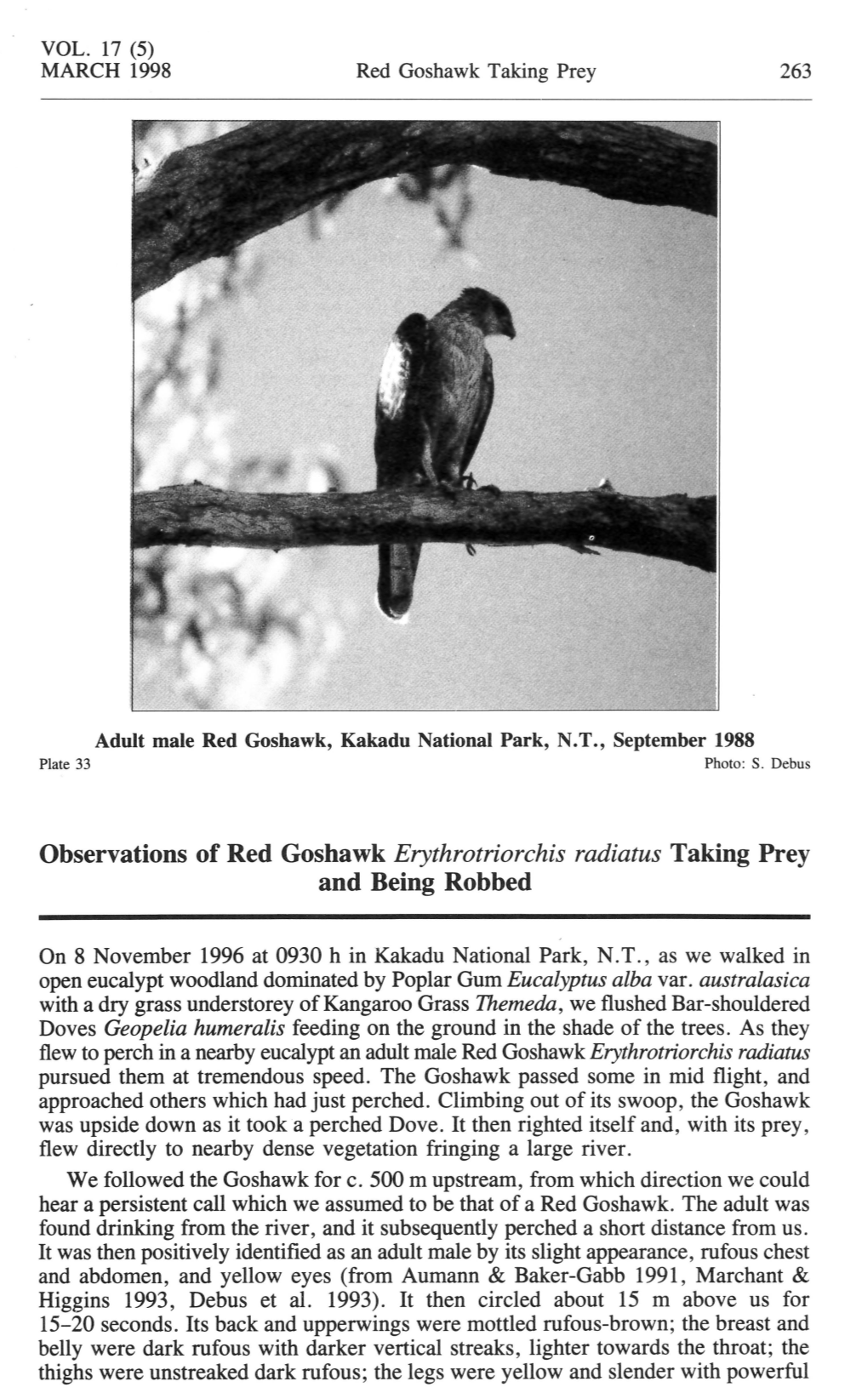 Observations of Red Goshawk Erythrotriorchis Radiatus Taking Prey and Being Robbed