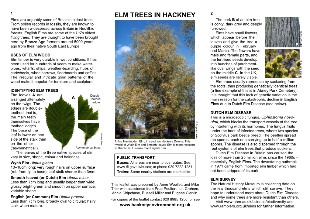 ELM TREES in HACKNEY 2 Elms Are Arguably Some of Britain’S Oldest Trees