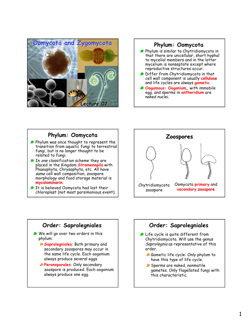 Oomycota and Zygomycota