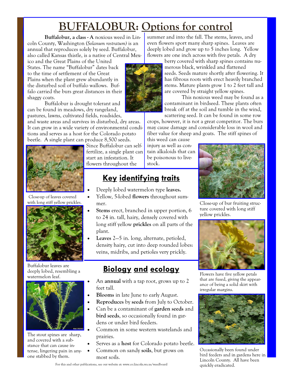 BUFFALOBUR: Options for Control Buffalobur, a Class - a Noxious Weed in Lin- Summer and Into the Fall