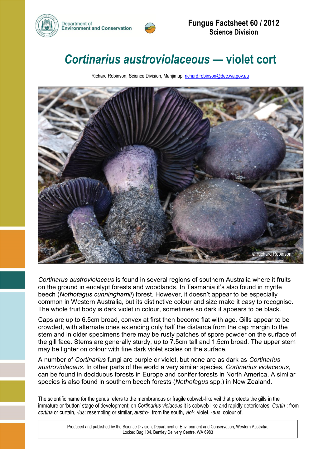 Cortinarius Austroviolaceous — Violet Cort