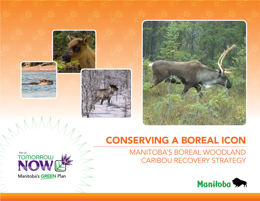 Conserving a BOREAL ICON