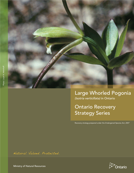 Recovery Strategy for the Large Whorled Pogonia in Ontario