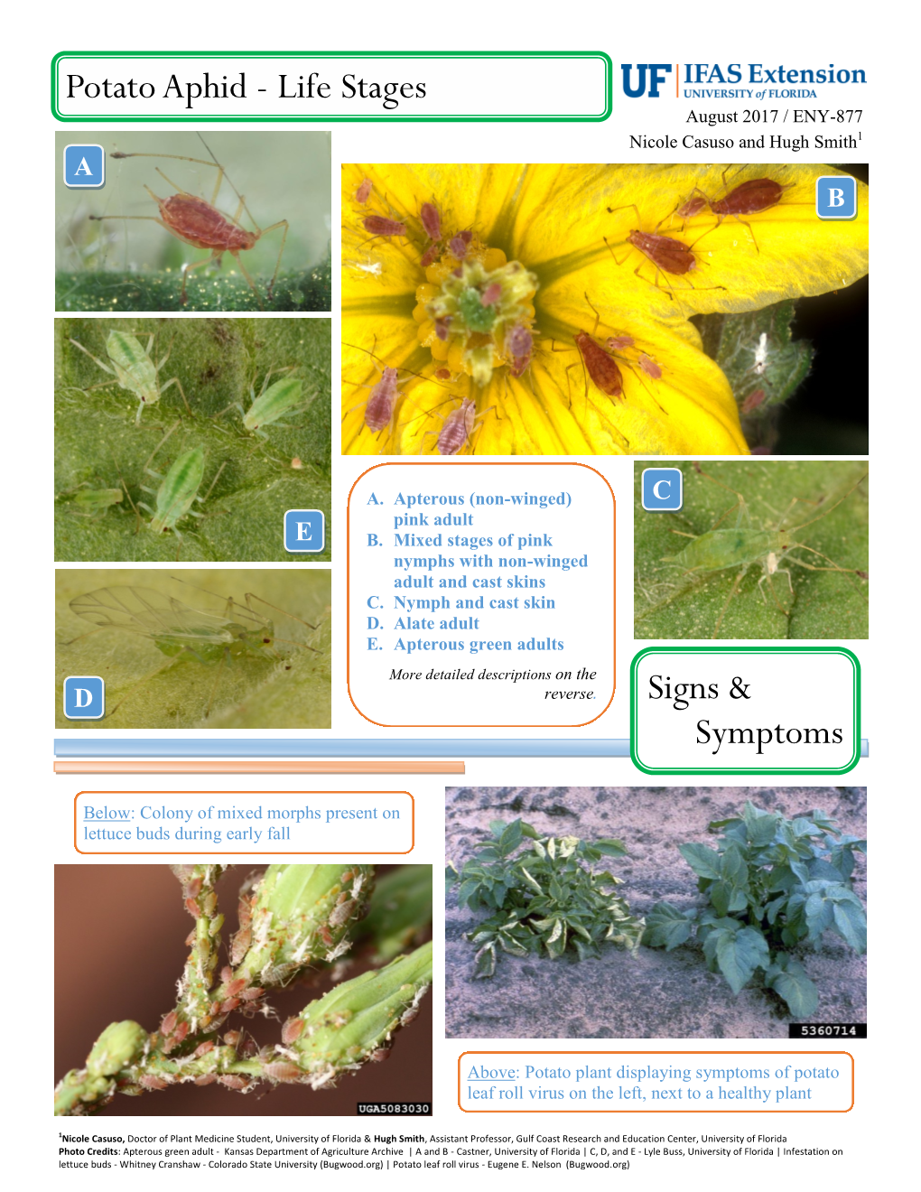 Signs & Symptoms Potato Aphid