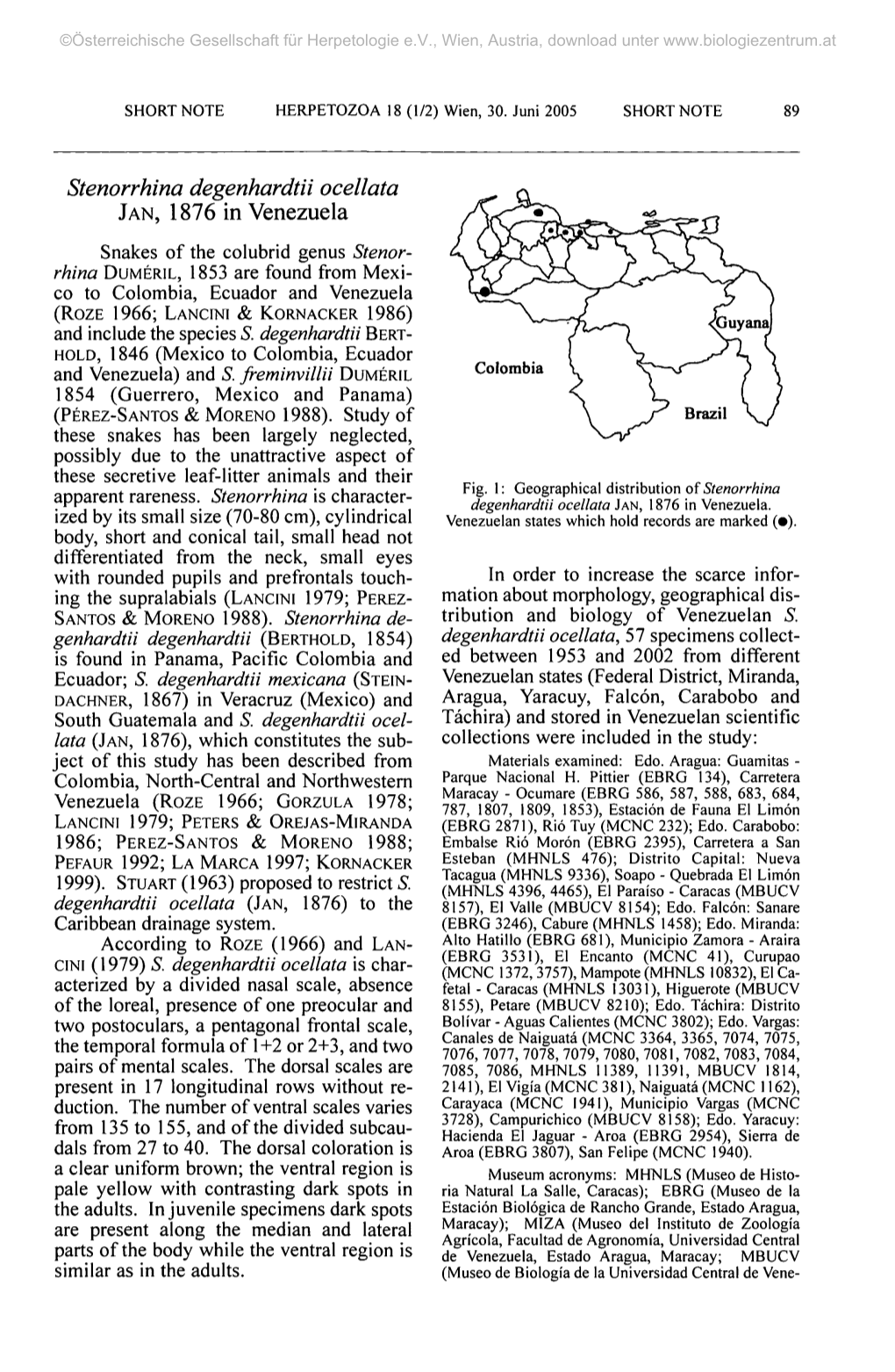 Stenorrhina Degenhardtii Ocellata JAN, 1876 in Venezuela