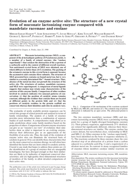 The Structure of a New Crystal Form of Muconate Lactonizing Enzyme Compared with Mandelate Racemase and Enolase