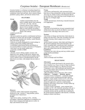 Carpinus Betulus - European Hornbeam (Betulaceae) ------Carpinus Betulus Is a Columnar to Teardrop-Shaped Tree