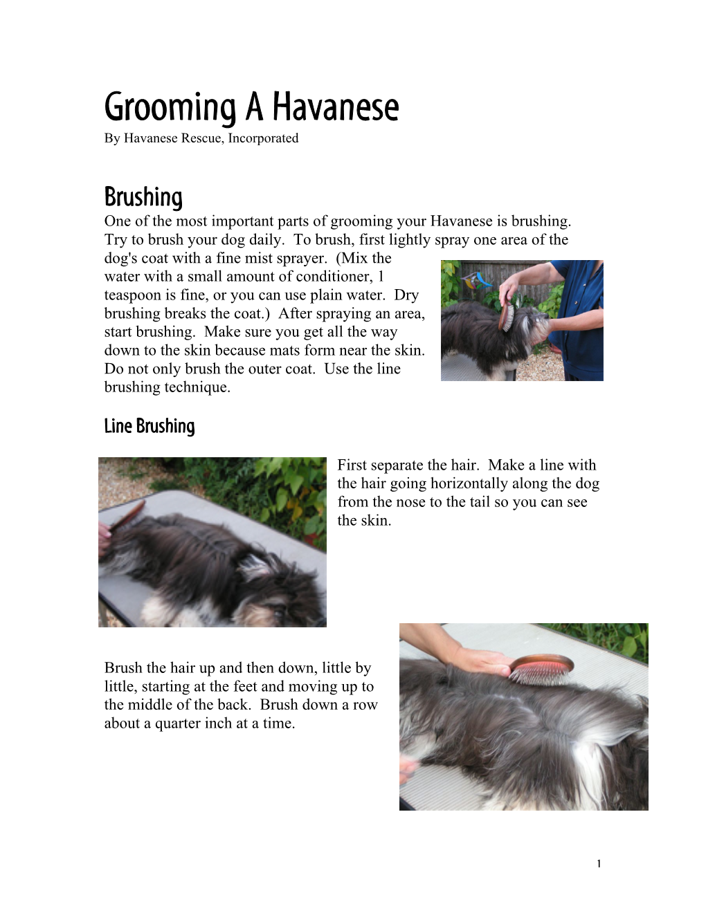 Grooming a Havanese by Havanese Rescue, Incorporated