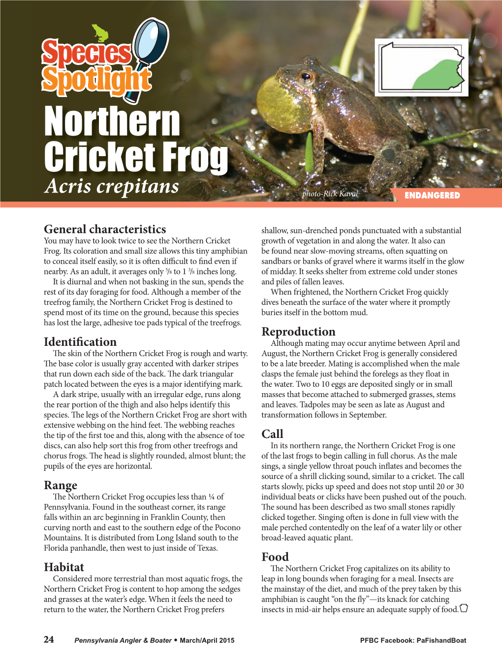 Northern Cricket Frog Acris Crepitans Photo-Rick Kaval ENDANGERED