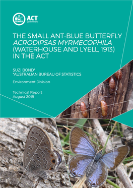 The Small Ant-Blue Butterfly in The