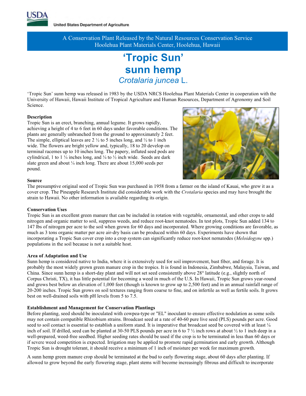 'Tropic Sun' Sunn Hemp (Crotalaria Juncea)