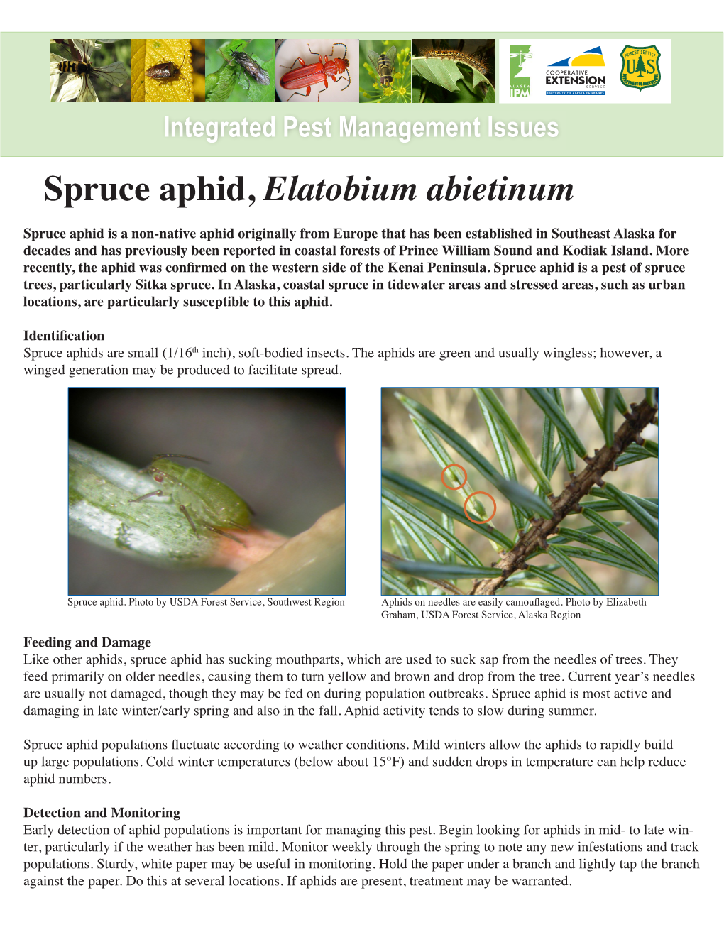 Spruce Aphid, Elatobium Abietinum