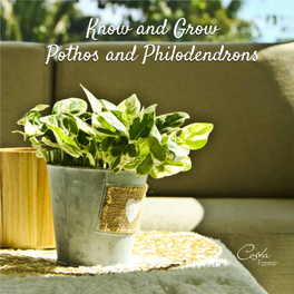 Know and Grow Pothos and Philodendrons Why We Love Philodendron and Pothos