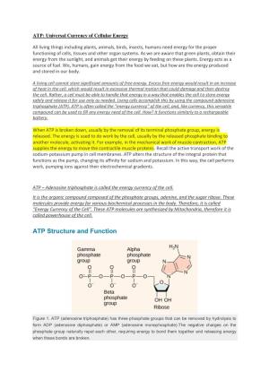 ATP Structure and Function