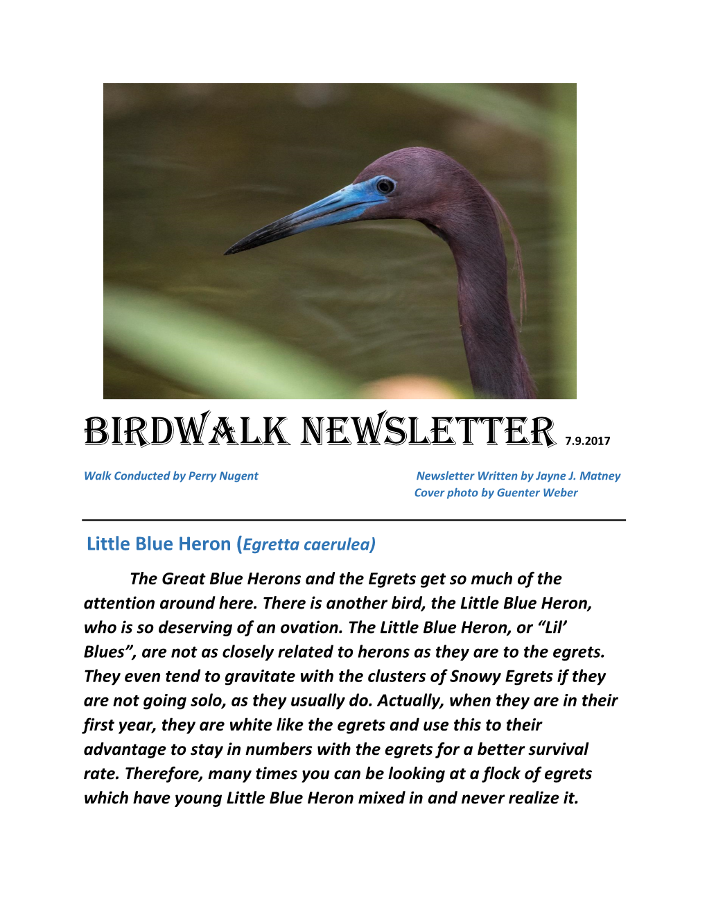 Little Blue Heron (Egretta Caerulea) the Great Blue Herons and the Egrets Get So Much of the Attention Around Here